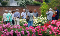Visites guidées en juin, à la découverte des roses