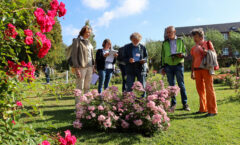 Photos du 62e Concours International de Roses Nouvelles du Roeulx