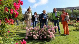 Photos du 62e Concours International de Roses Nouvelles du Roeulx