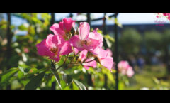 Aftermovie du Festival de la Rose 2025