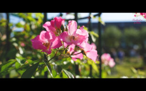 Aftermovie du Festival de la Rose 2025