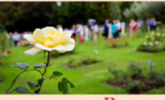 MERCI pour cette magnifique édition 2026 du Festival de la Rose !